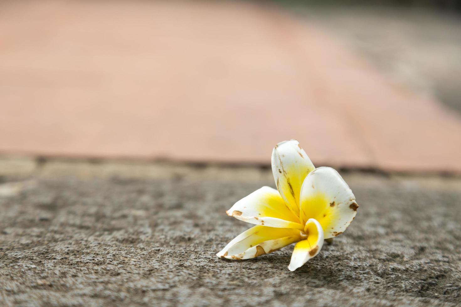 White flower on the floor photo