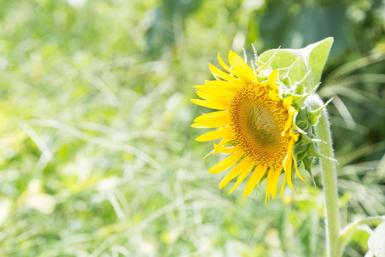 girasol en flor foto