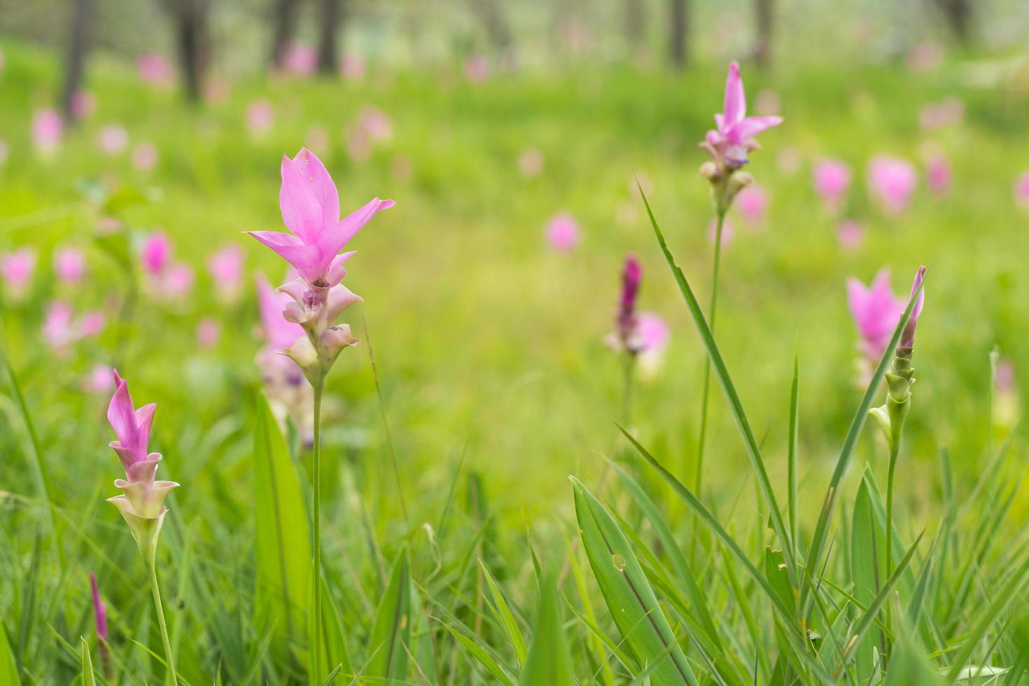 Krachai flower blooming in the field photo