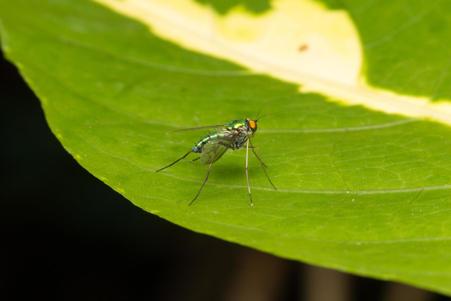 pequeño insecto de cerca foto