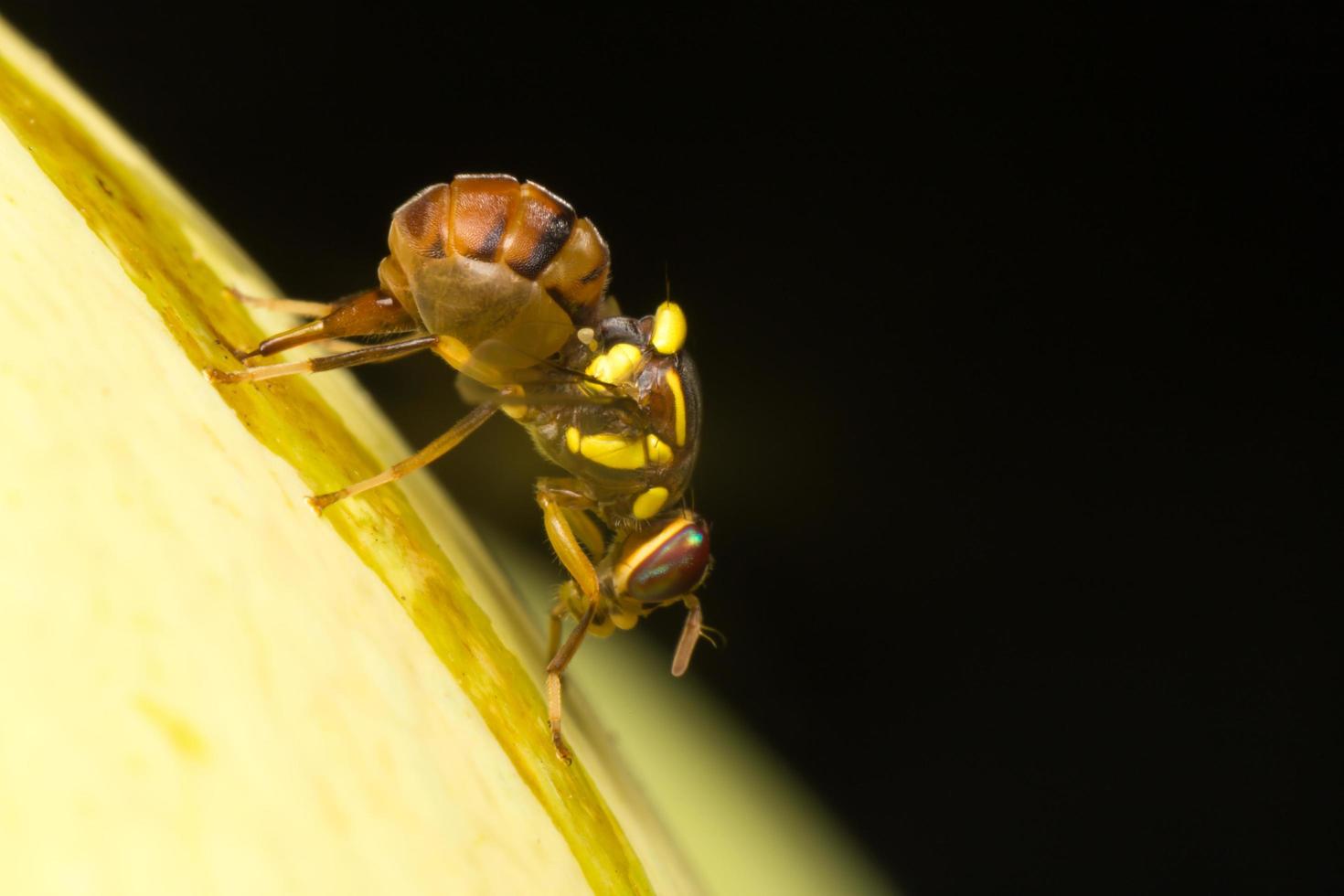 pequeño insecto de cerca foto