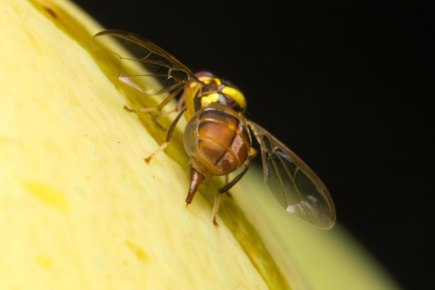 Small insect close-up photo