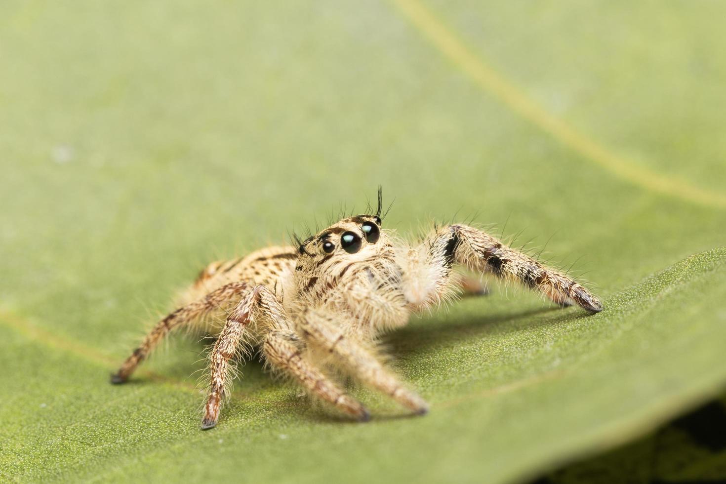 Spider close-up photo