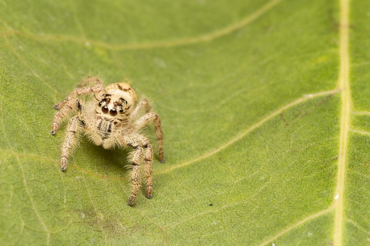 Spider close-up photo