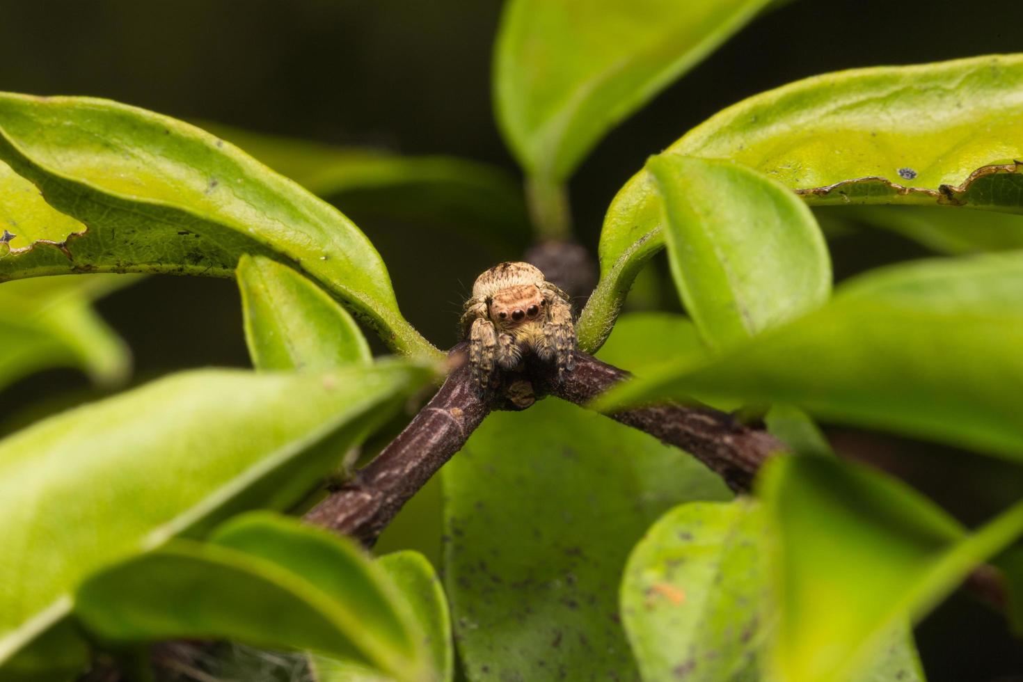 Spider close-up photo