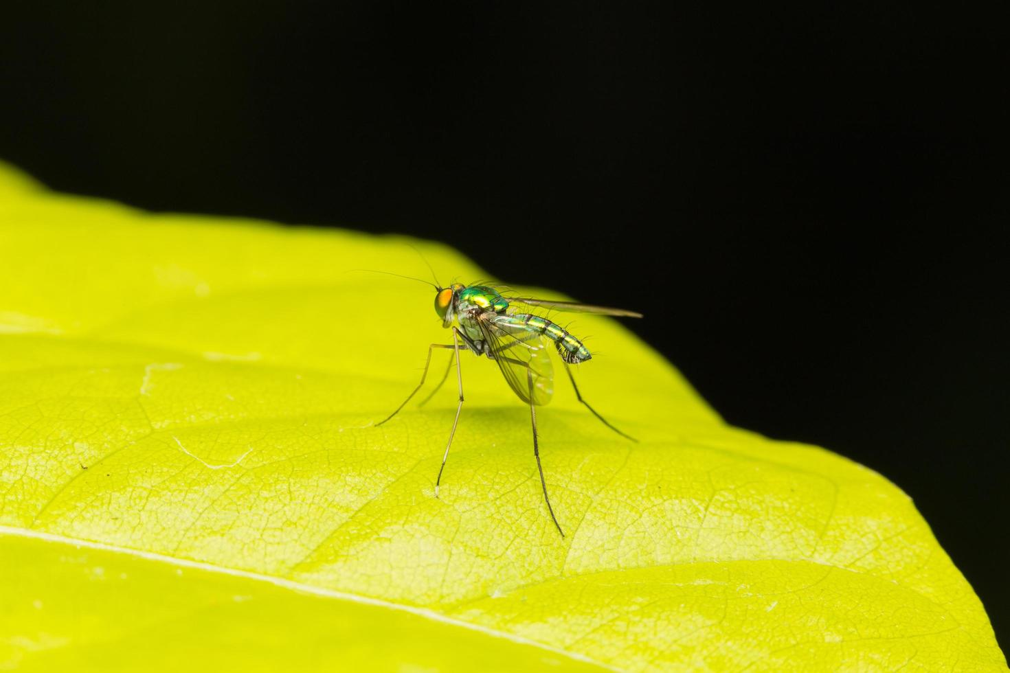 pequeño insecto de cerca foto