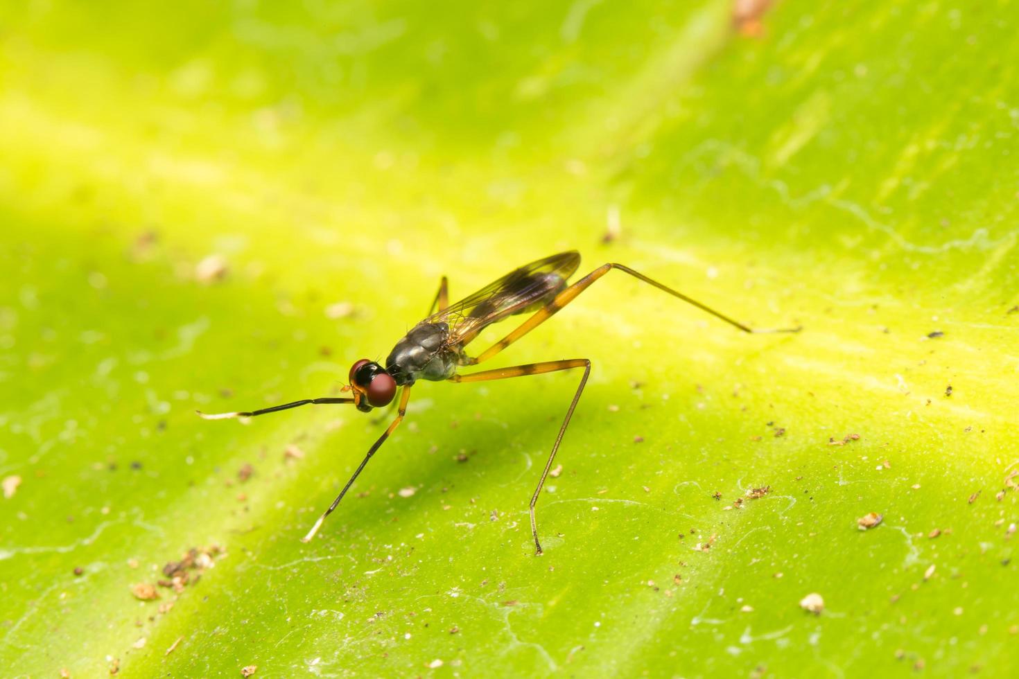 Small insect close-up photo