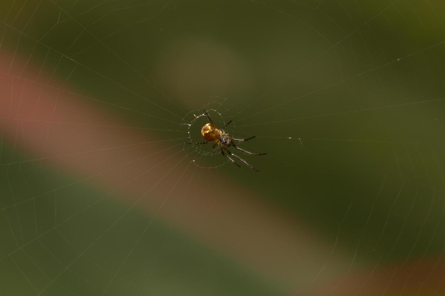 Spider in a spider web photo