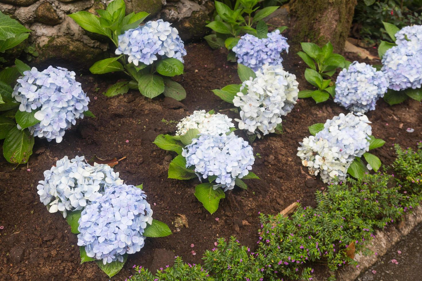 flores azules en el parque foto