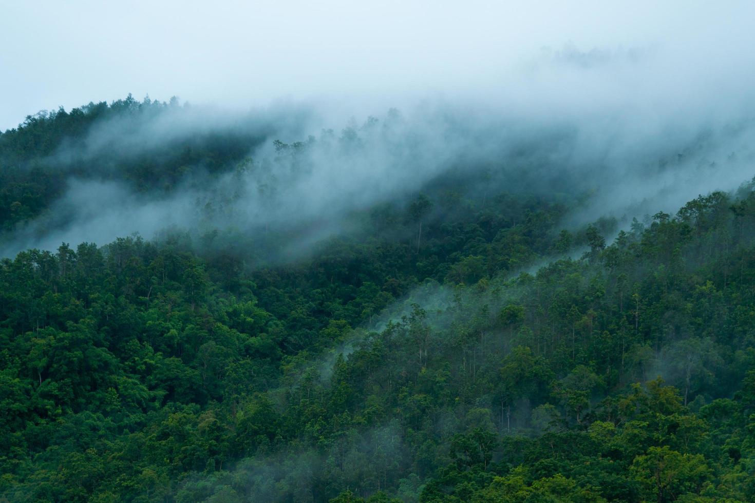 niebla sobre el bosque foto