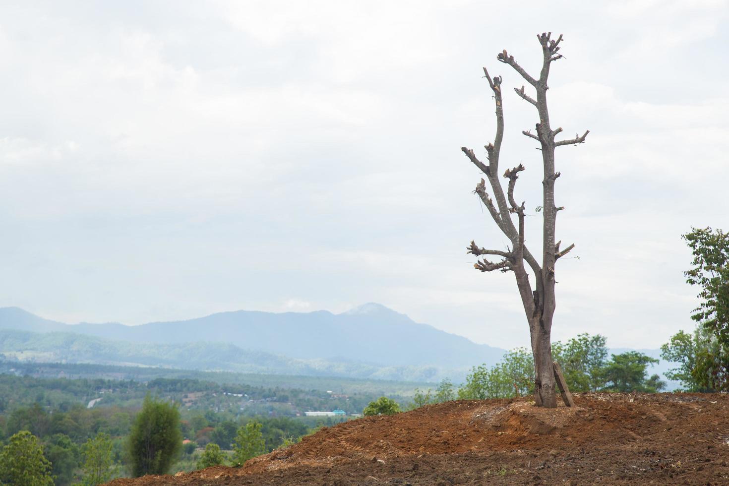 Dead tree in Thailand photo