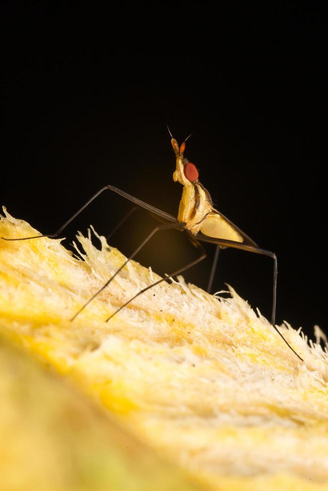 Small insect close-up photo