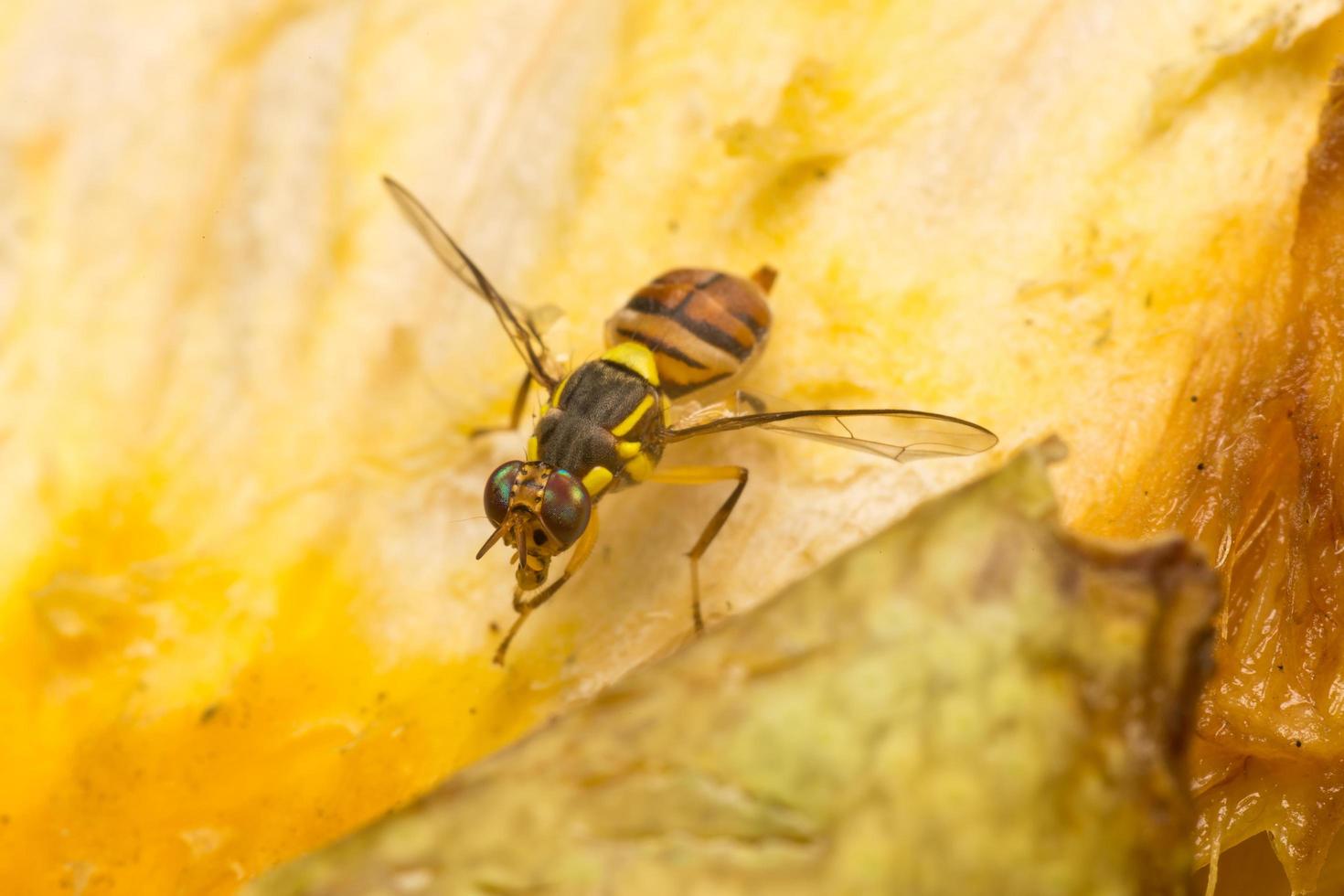 pequeño insecto de cerca foto