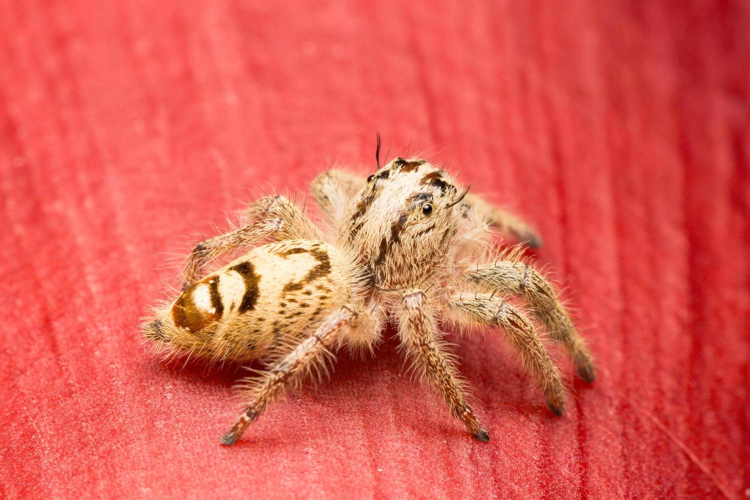 Spider close-up photo