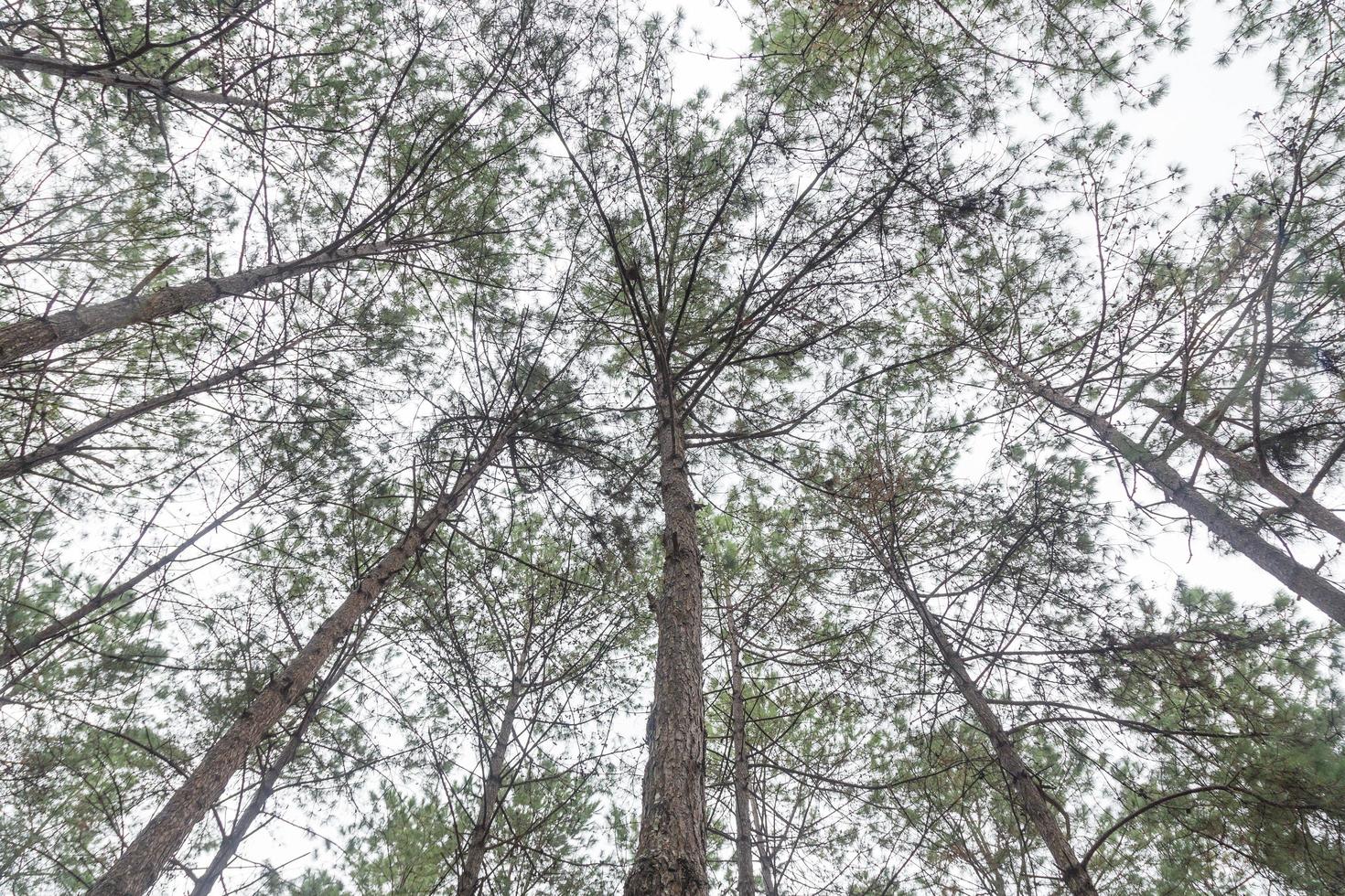 Trees in the forest photo