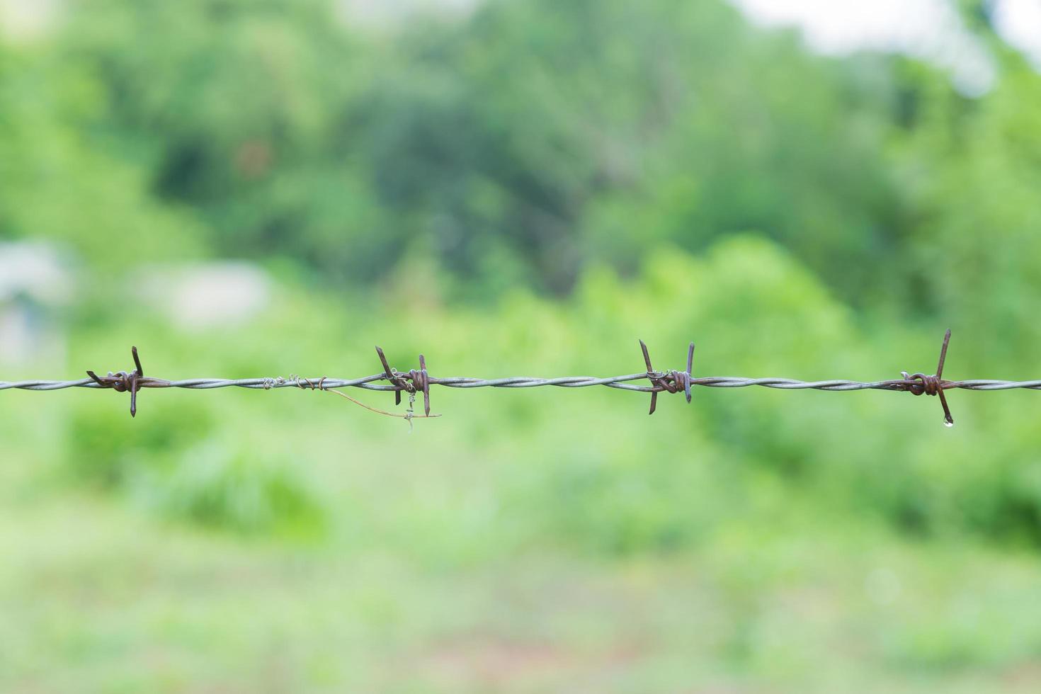 primer plano de alambre de púas foto