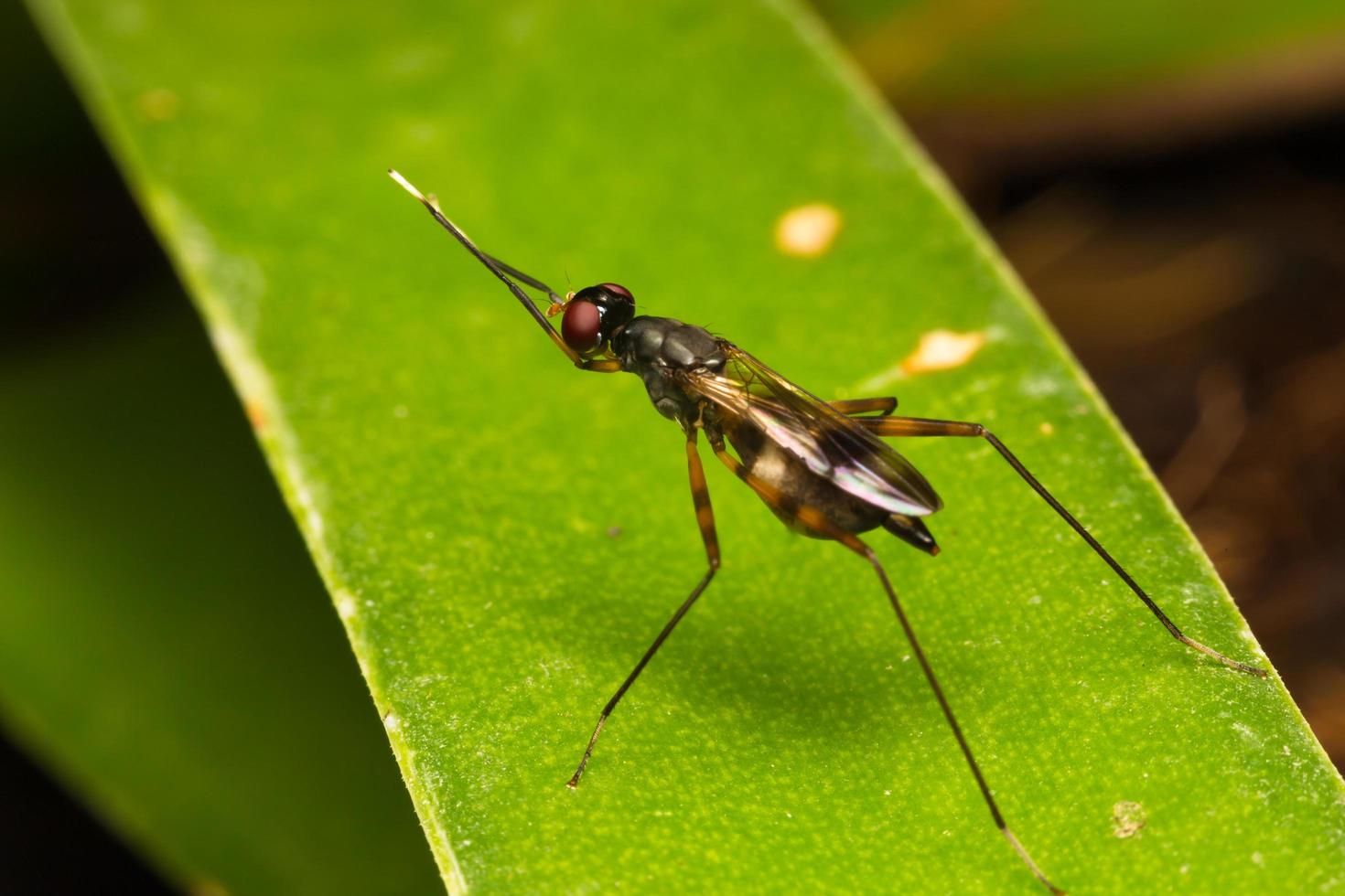 Small insect close-up photo
