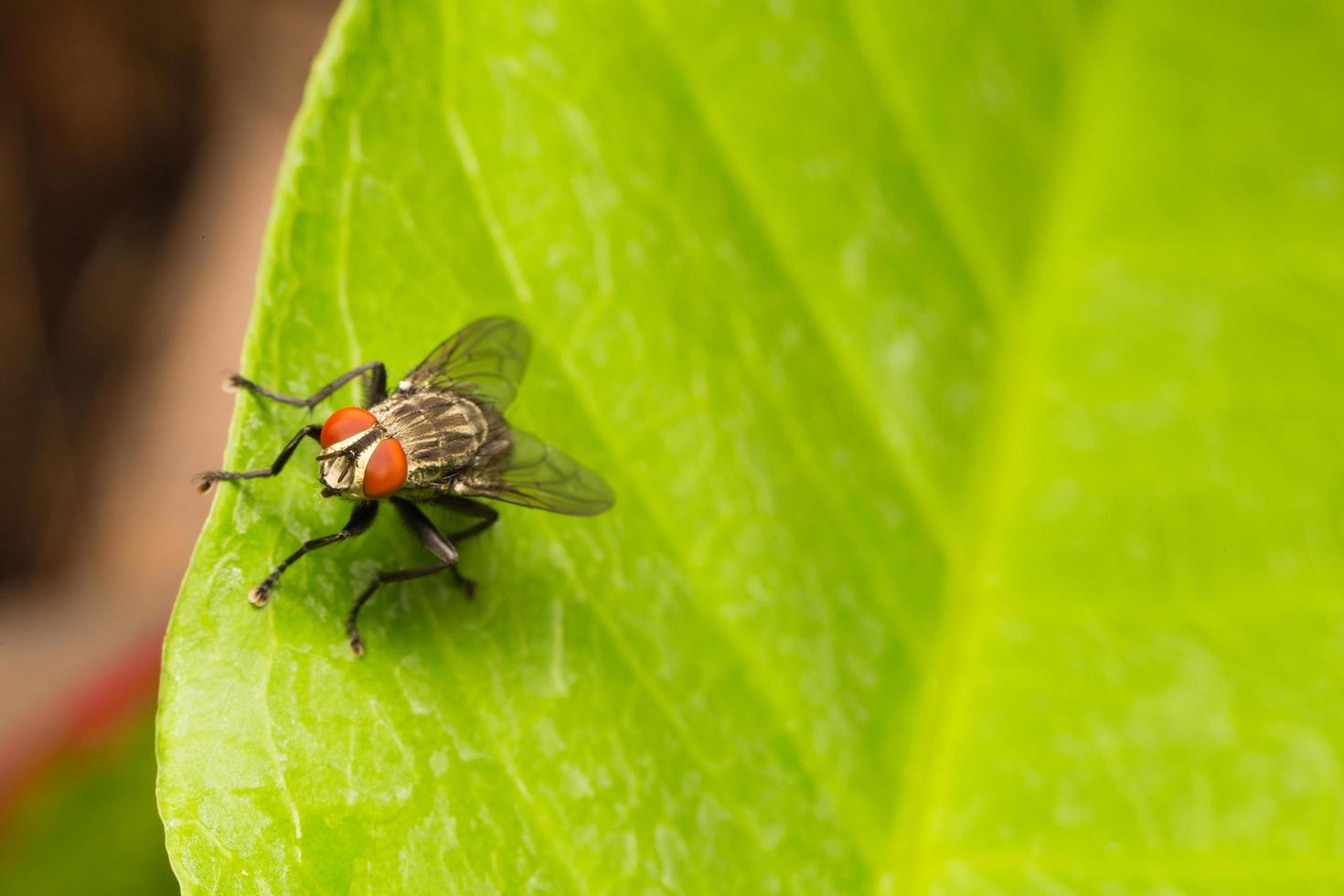 volar en una hoja foto