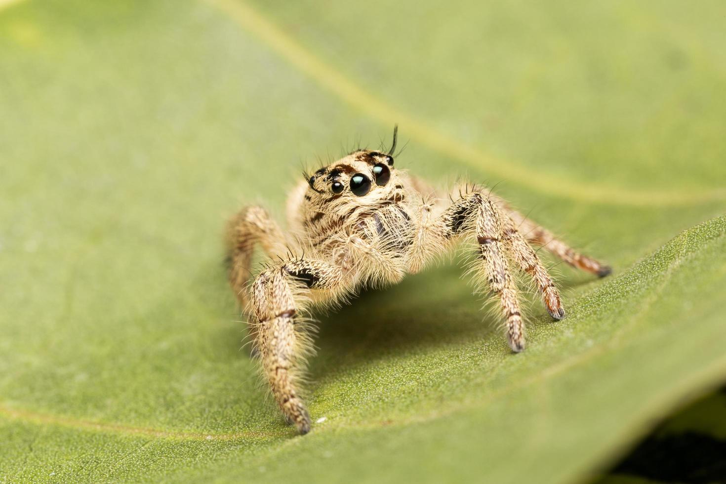 Spider close-up photo