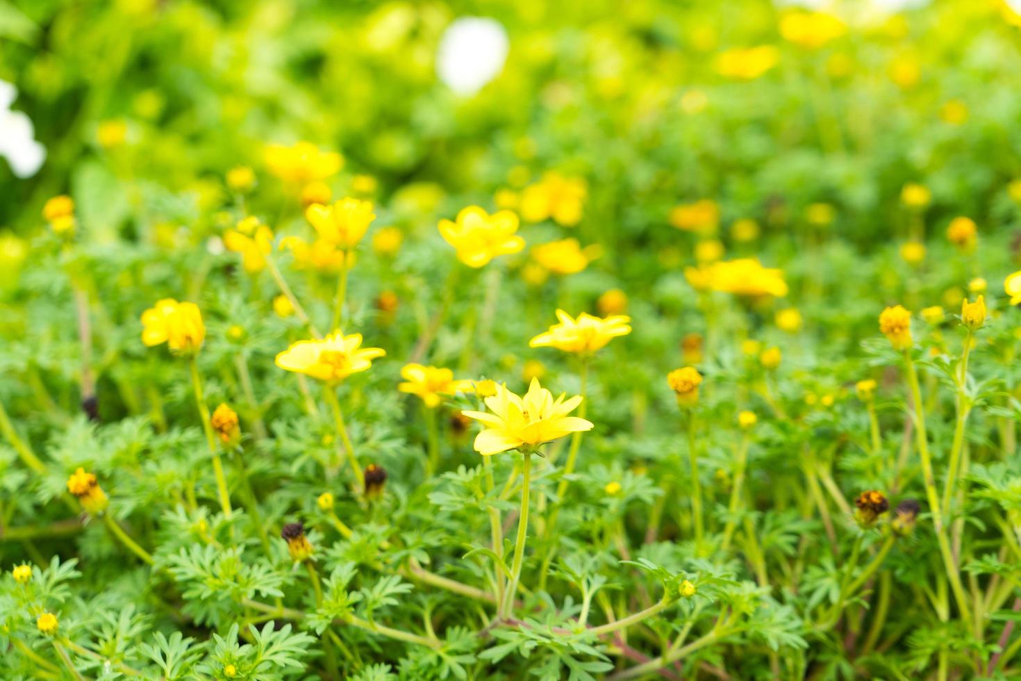 Yellow daisies in the garden photo