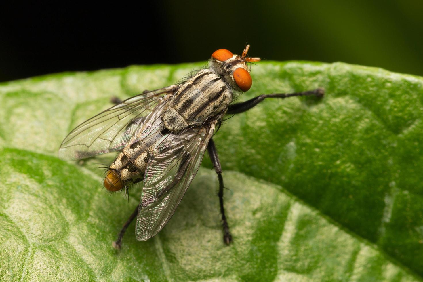 Fly on a leaf photo