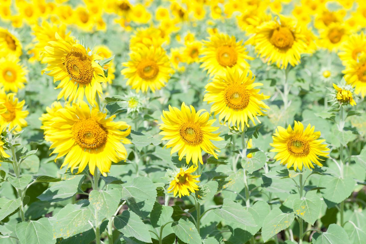 girasoles en un campo foto