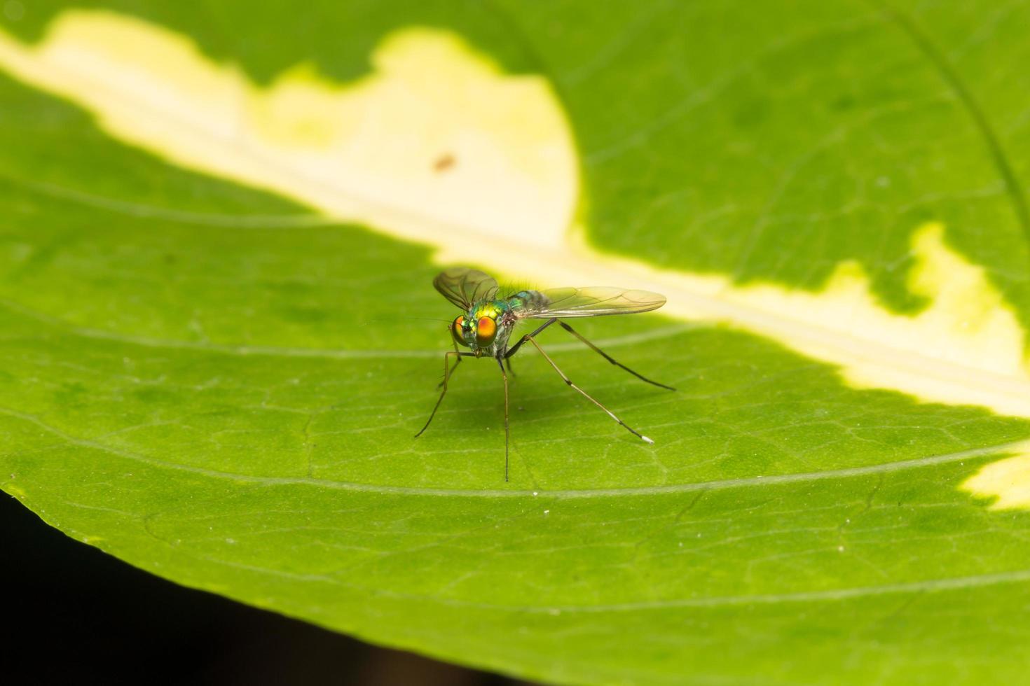 Small insect close-up photo