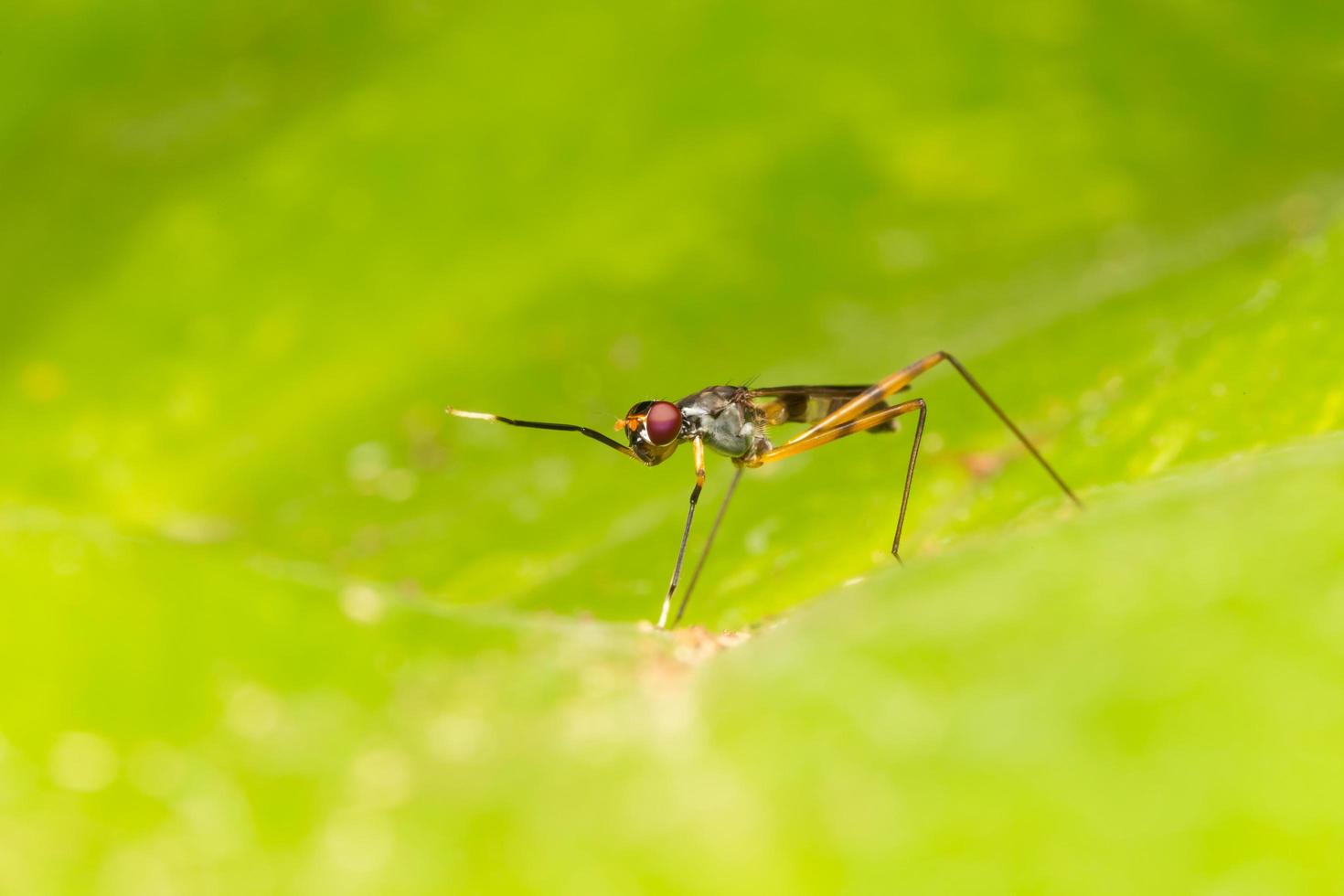 pequeño insecto de cerca foto