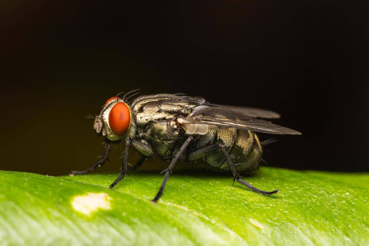 Fly on a leaf photo