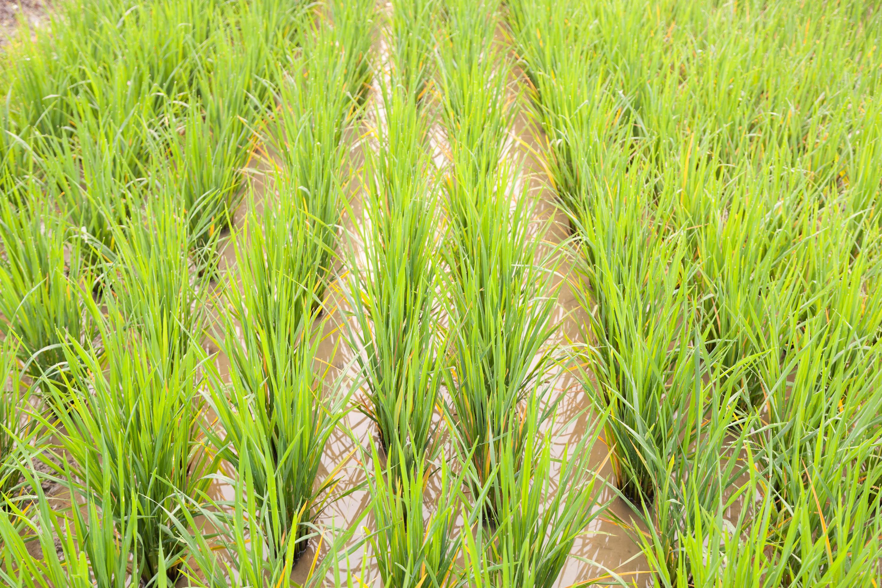 Rice field in Thailand 1923207 Stock Photo at Vecteezy
