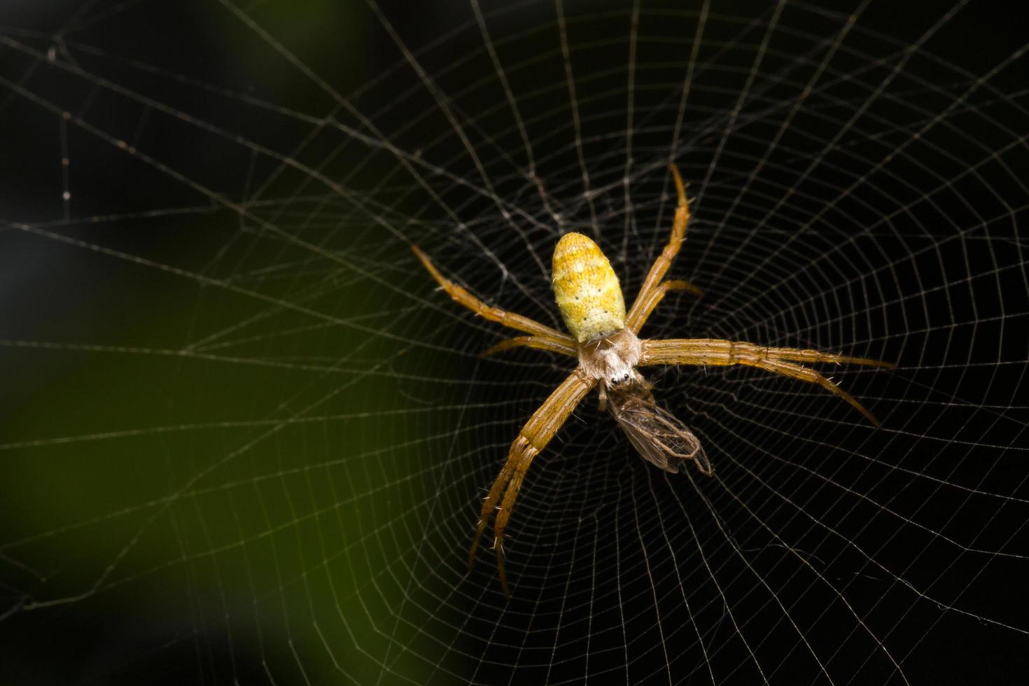 Spider in a spider web photo