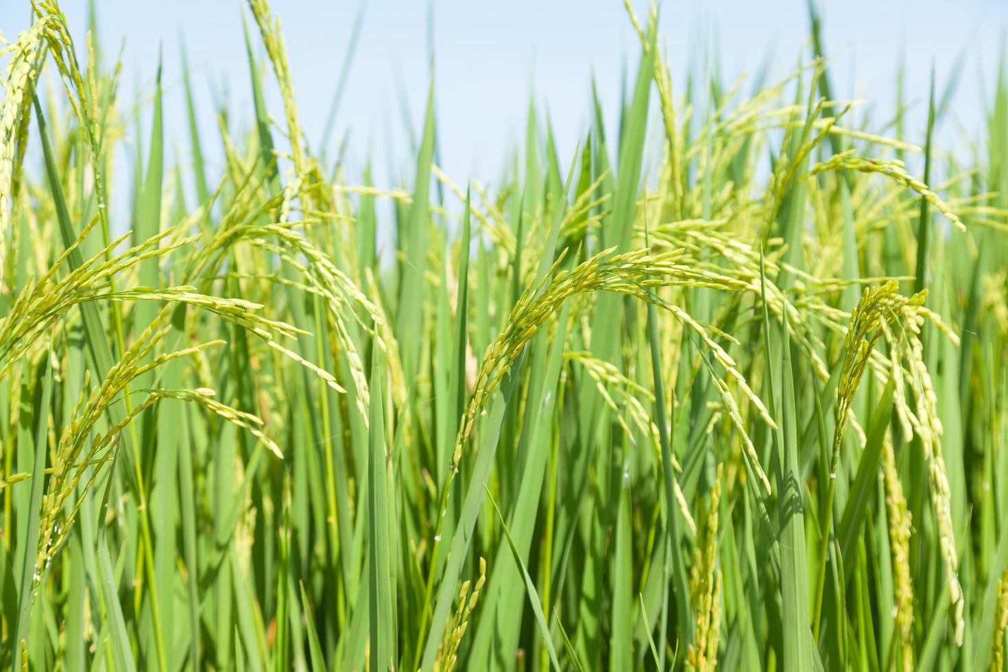 campo de arroz en tailandia foto