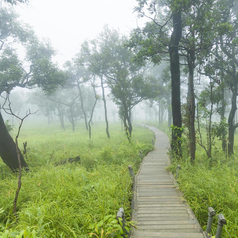 pasarela de madera en tailandia foto