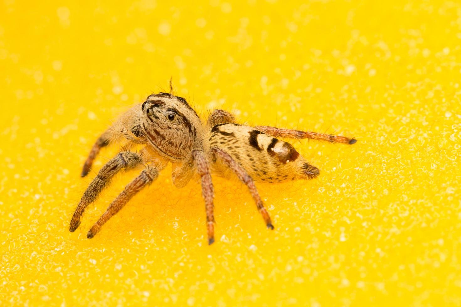 Spider on an yellow surface photo