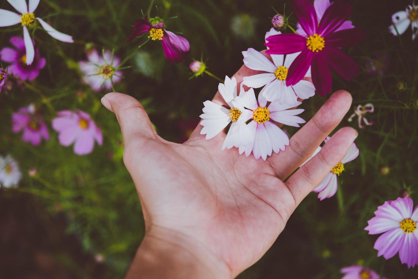 Woman's hand touching cosmos flowers in a field photo