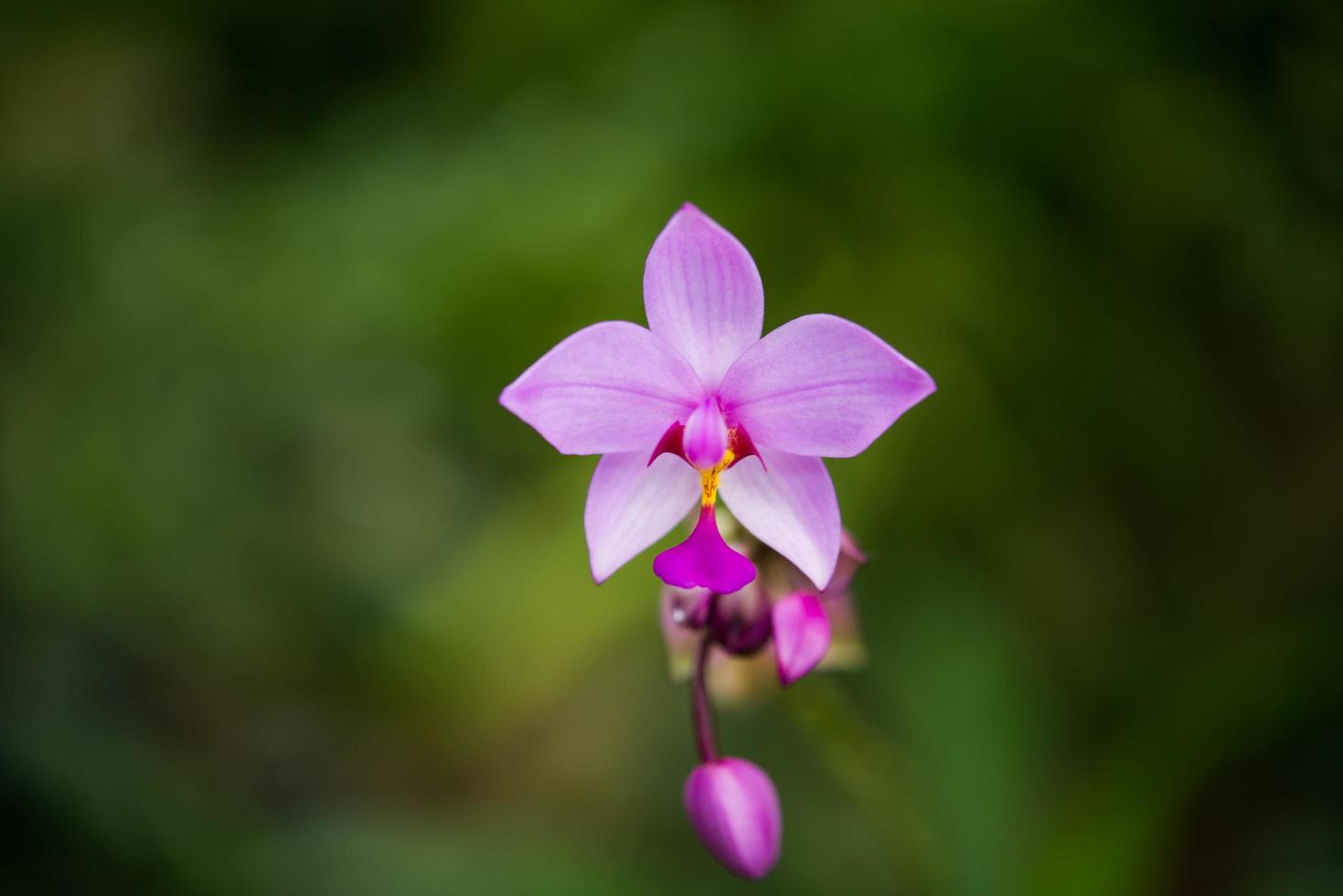 Close-up of a pink orchid flower photo
