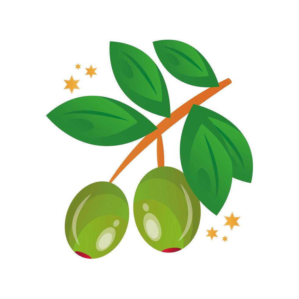 branch with olives seeds and leafs vector