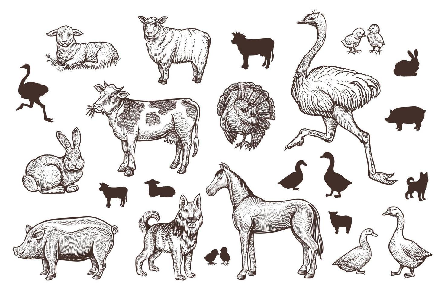 Farm Animals Vintage Set with Thin Line Sketch and Silhouettes. vector