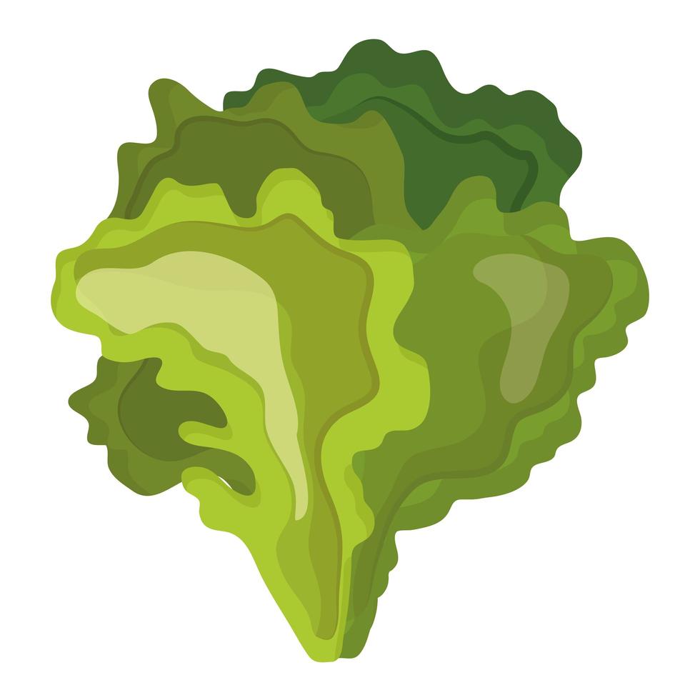 fresh vegetable lettuce healthy food icon vector