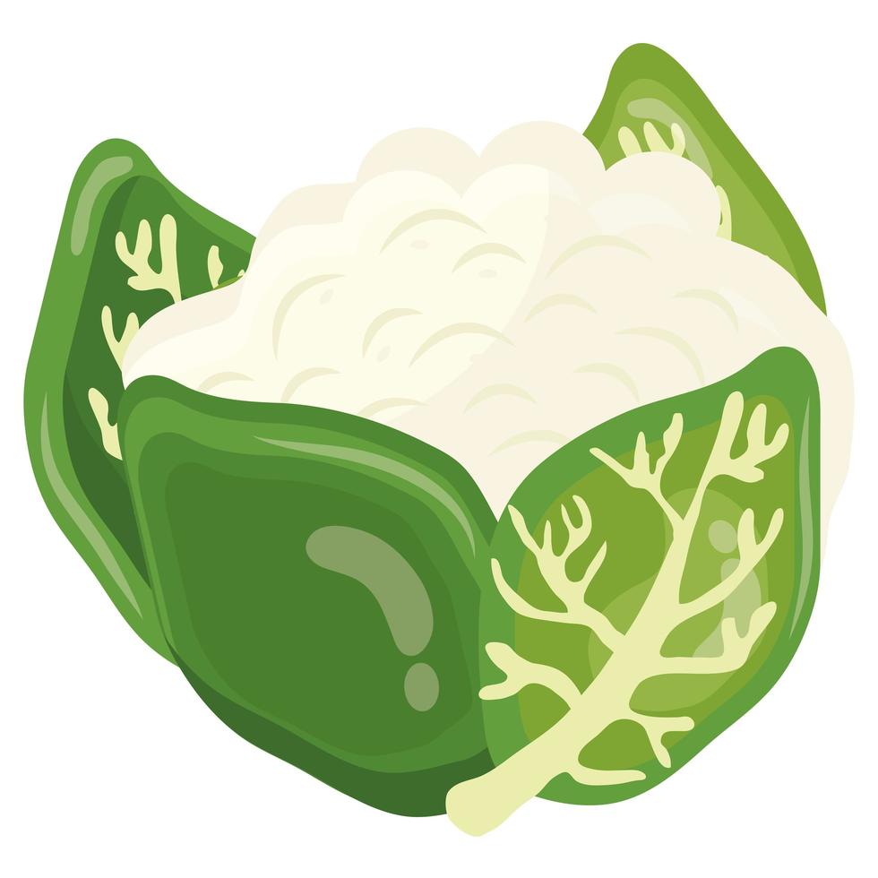 fresh vegetable chinese cabbage healthy food icon vector