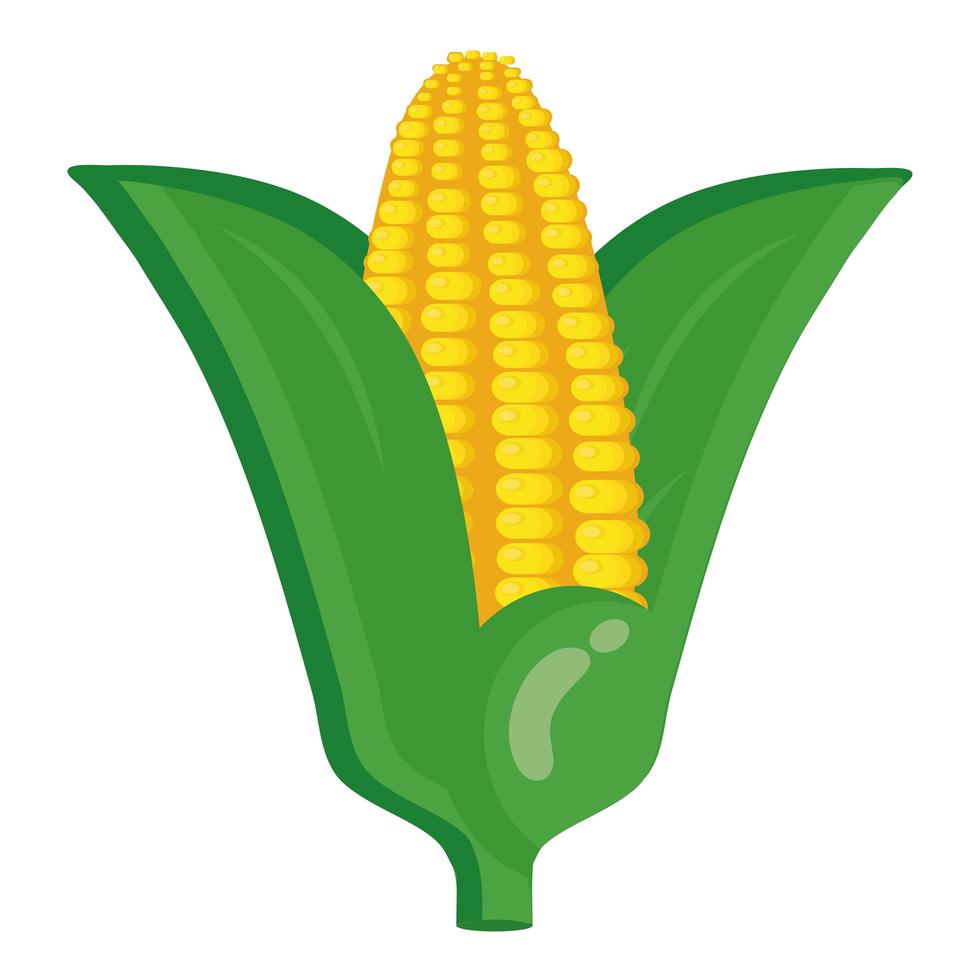 fresh vegetable corn cob healthy food icon vector