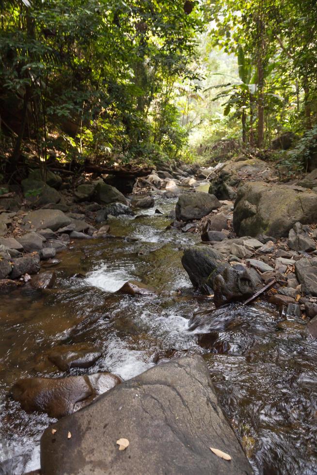 Stream in the forest photo