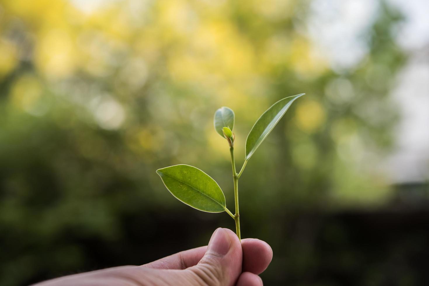 sosteniendo una planta joven en la mano foto