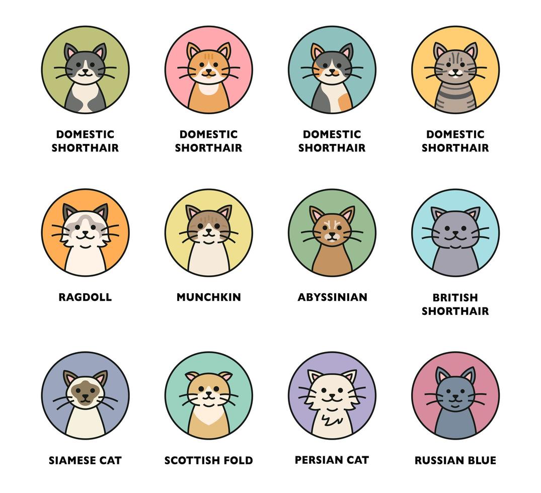 Conjunto de iconos de raza de gato lindo. vector