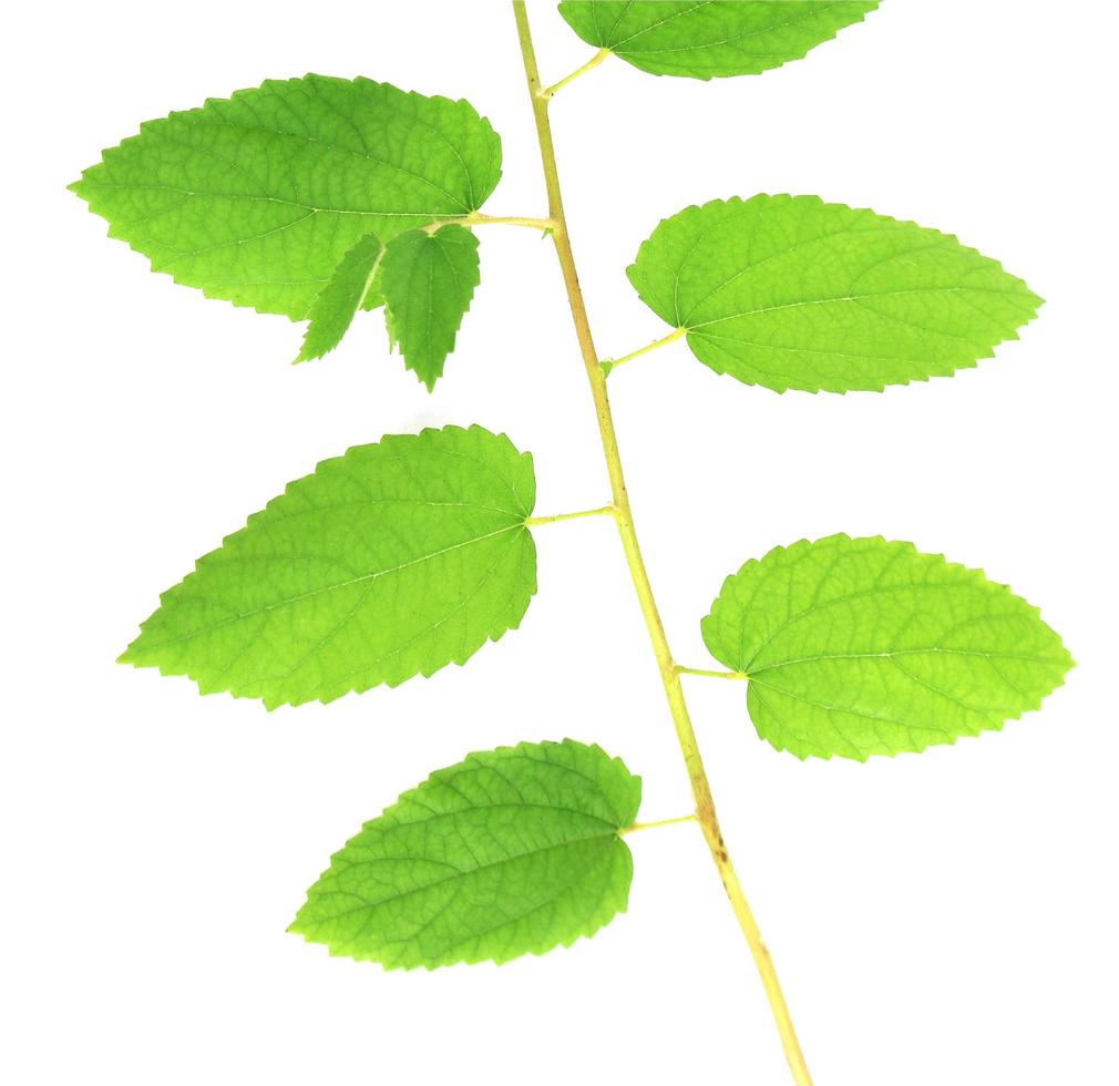 Stem with green leaves photo