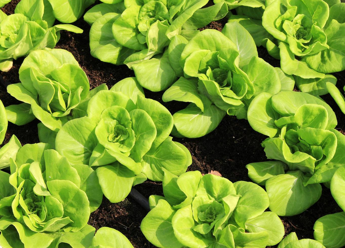 plántulas de lechuga en el campo foto