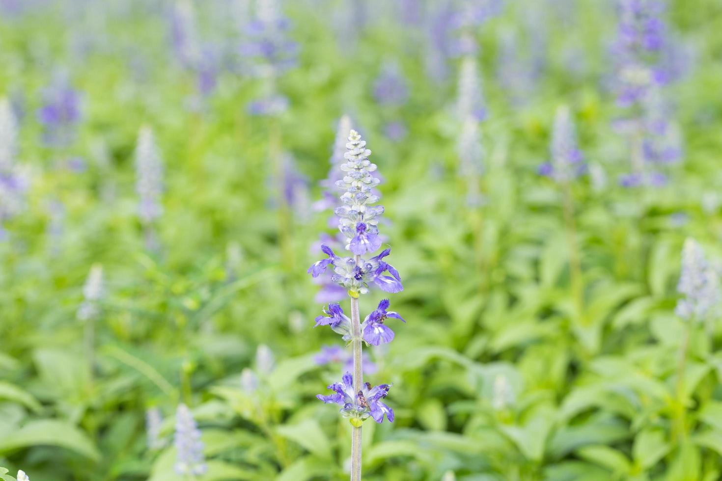 Lavander flowers on the field photo