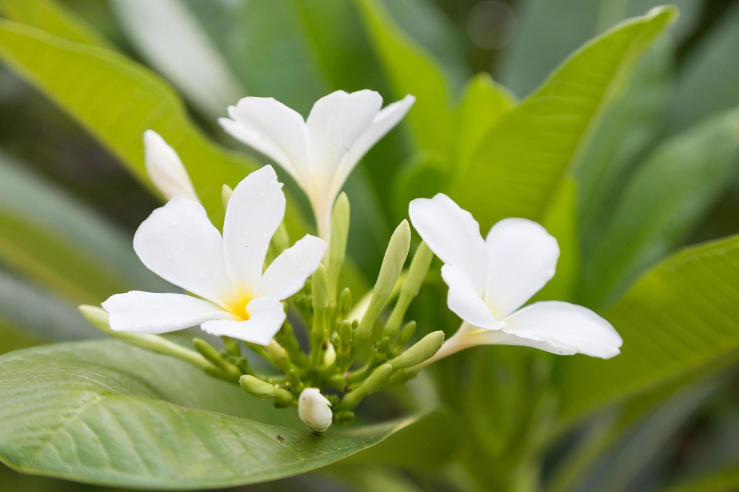 primer plano de flor blanca foto