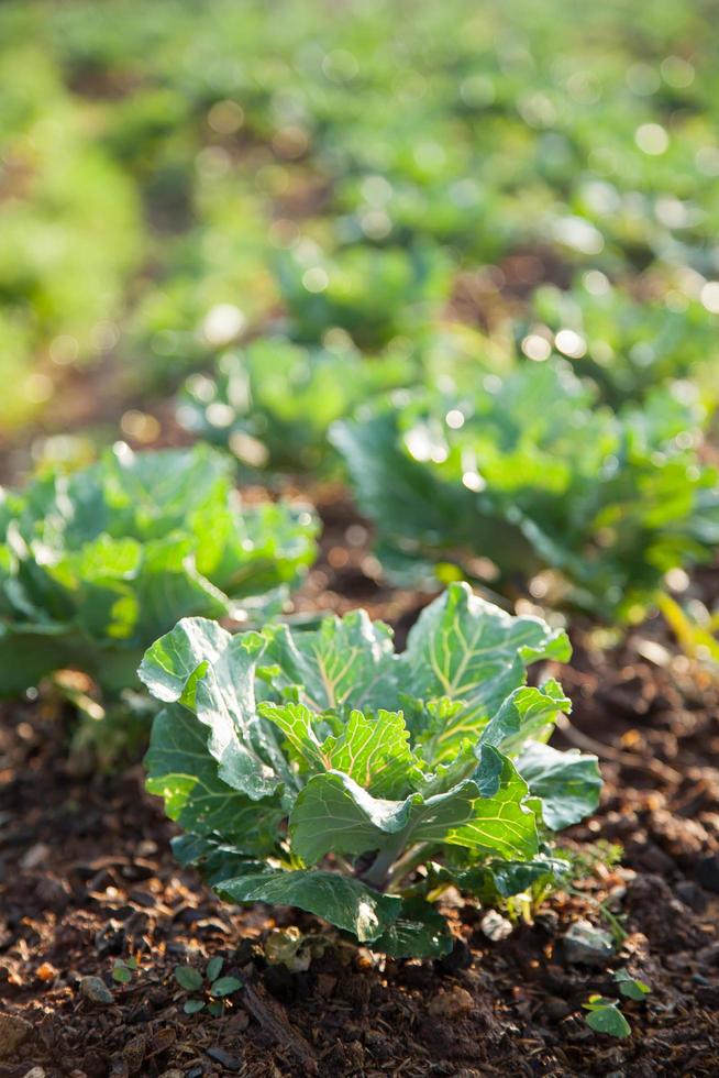 Vegetables on the vegetable field photo