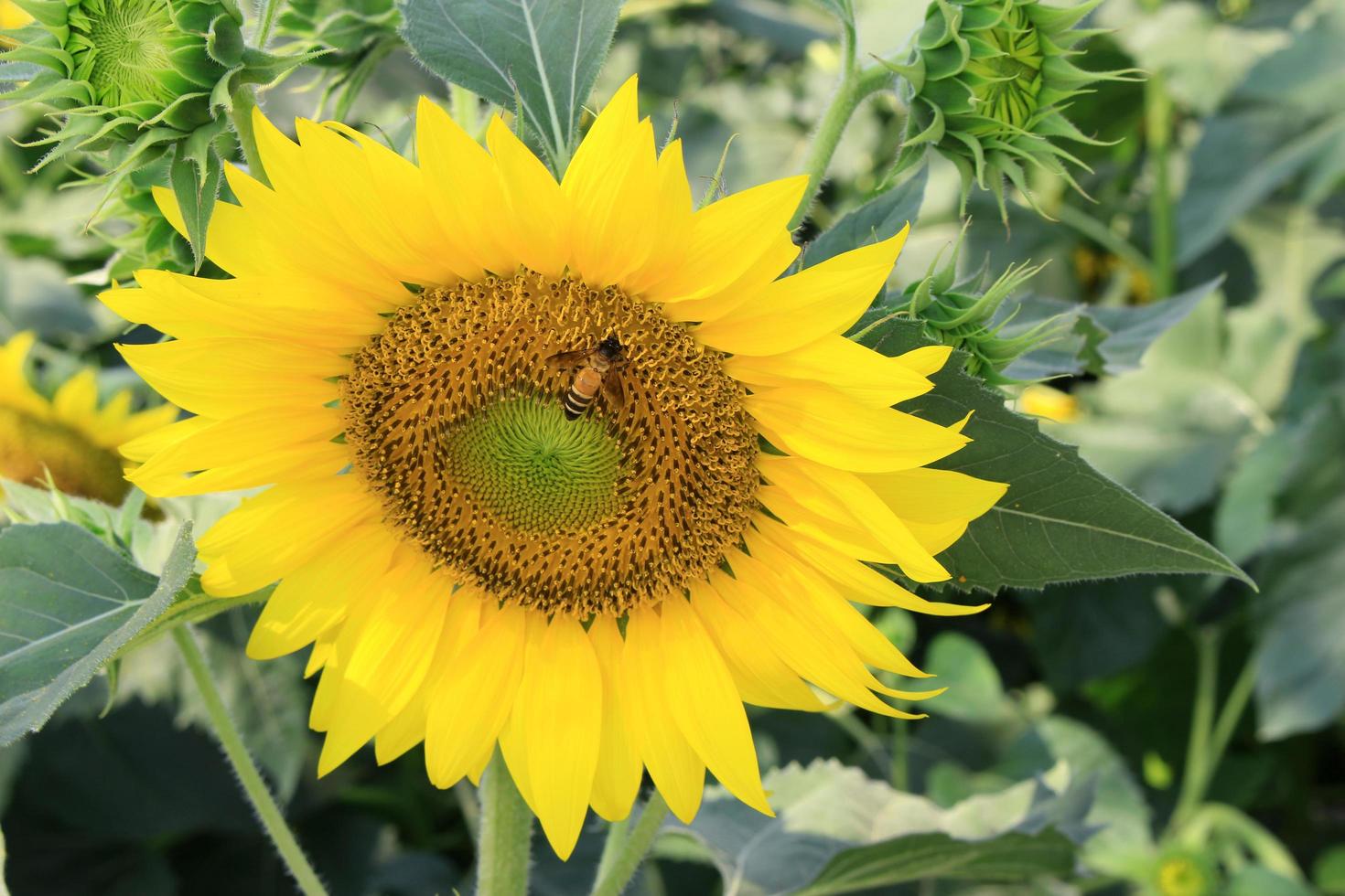 abeja en girasol foto